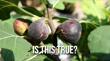 Fig Trees: The Breba Crop Doesn