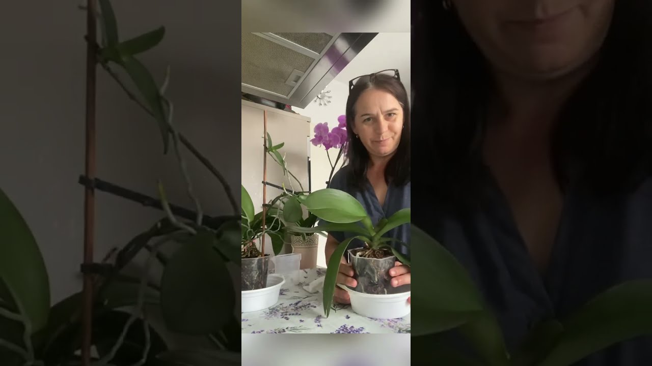 Как ПОЛИВАТЬ и УДОБРЯТЬ Орхидеи//Советы для начинающих//Як полівати і удобряти Орхідеї