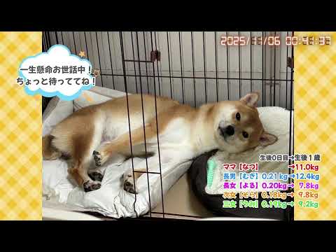 柴犬なつファミリー生配信【生後1歳+58日】可愛いの供給過多な柴。