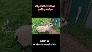 silly shetland sheep pulling sledge