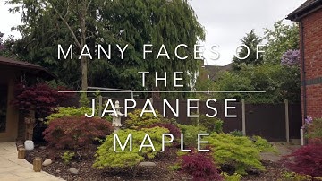 Japanese Maple Varieties part 1