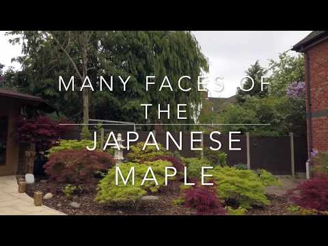 Japanese Maple Varieties Part 1
