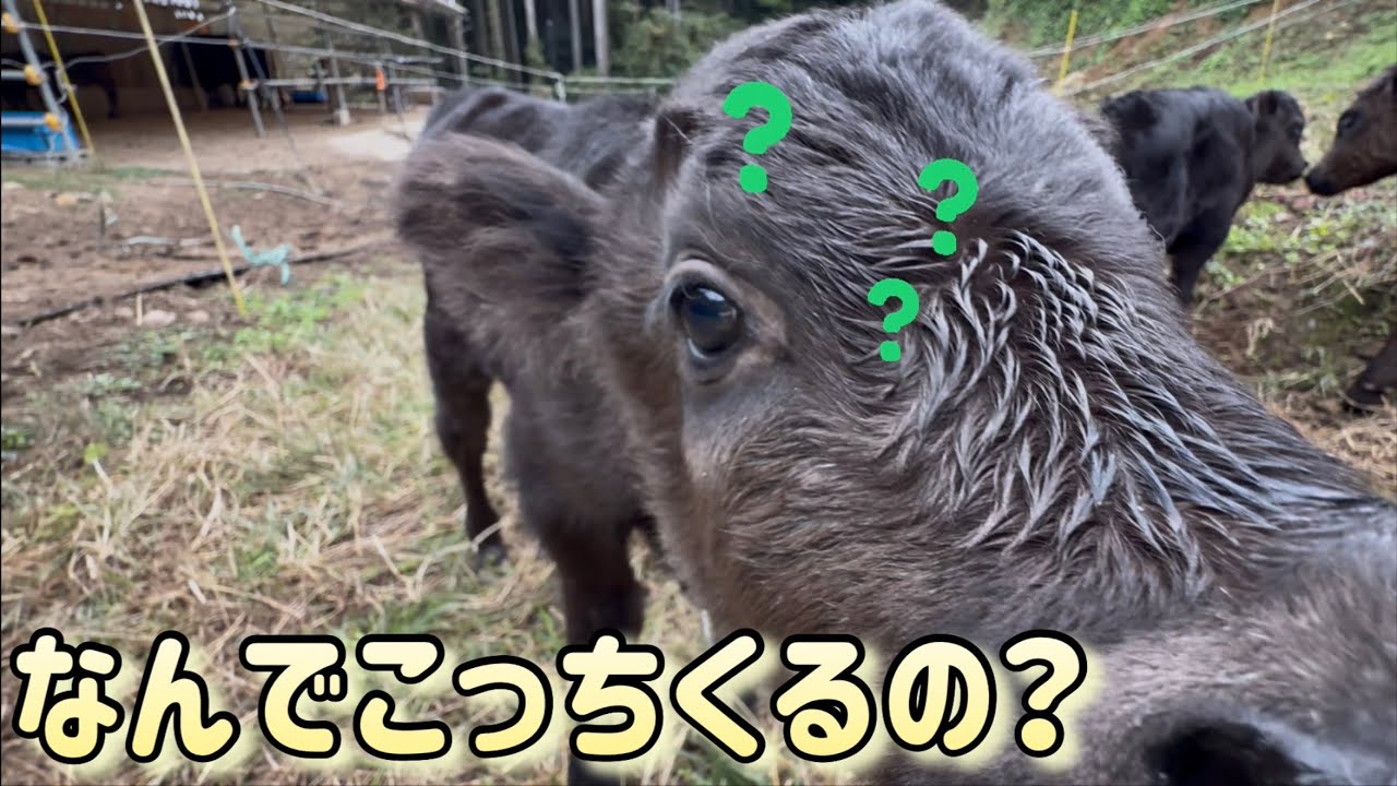 赤ちゃんが全然集まりません