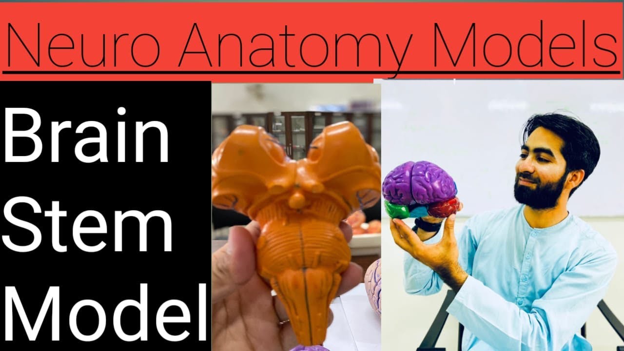 Anatomy of Brain Stem | Midbrain, Pons & Medulla | 3-D Anatomy ...