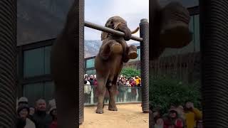 Elephant Does Pull-Ups! 🐘💪 #IncredibleAnimals #AnimalTricks #ZooLife