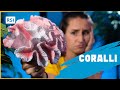 Cosa sono i coralli?