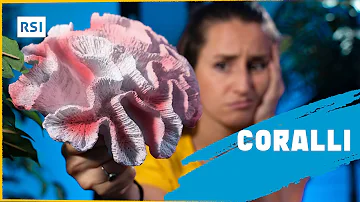 Dove vivono i coralli?
