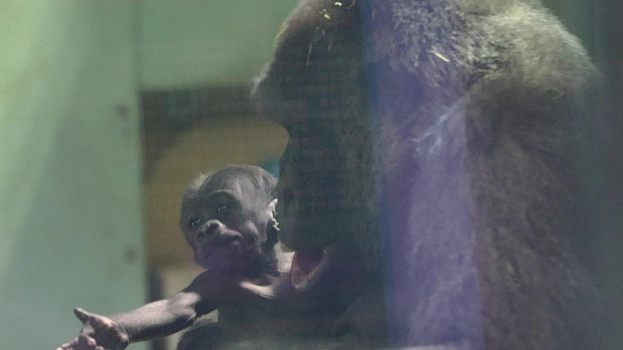 赤ちゃんゴリラの「ちょうだい」と差し出す手が可愛すぎる｜京都市動物園｜撮影日2026.1.9｜【きょうのゴリラ】