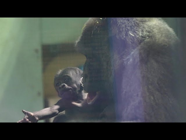 A Baby Gorilla's 'Gimme' Gesture — That Outstretched Hand Is Too