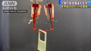 世界初　筋肉と機械で構成したロボット　東大が開発(18/05/31)