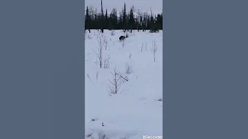 Самка или Самец Лиса