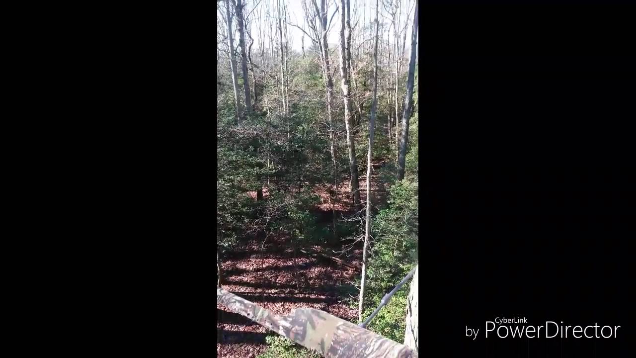 Dogs running deer/Virginia Whitetail Deer Hunting/amazing chase YouTube