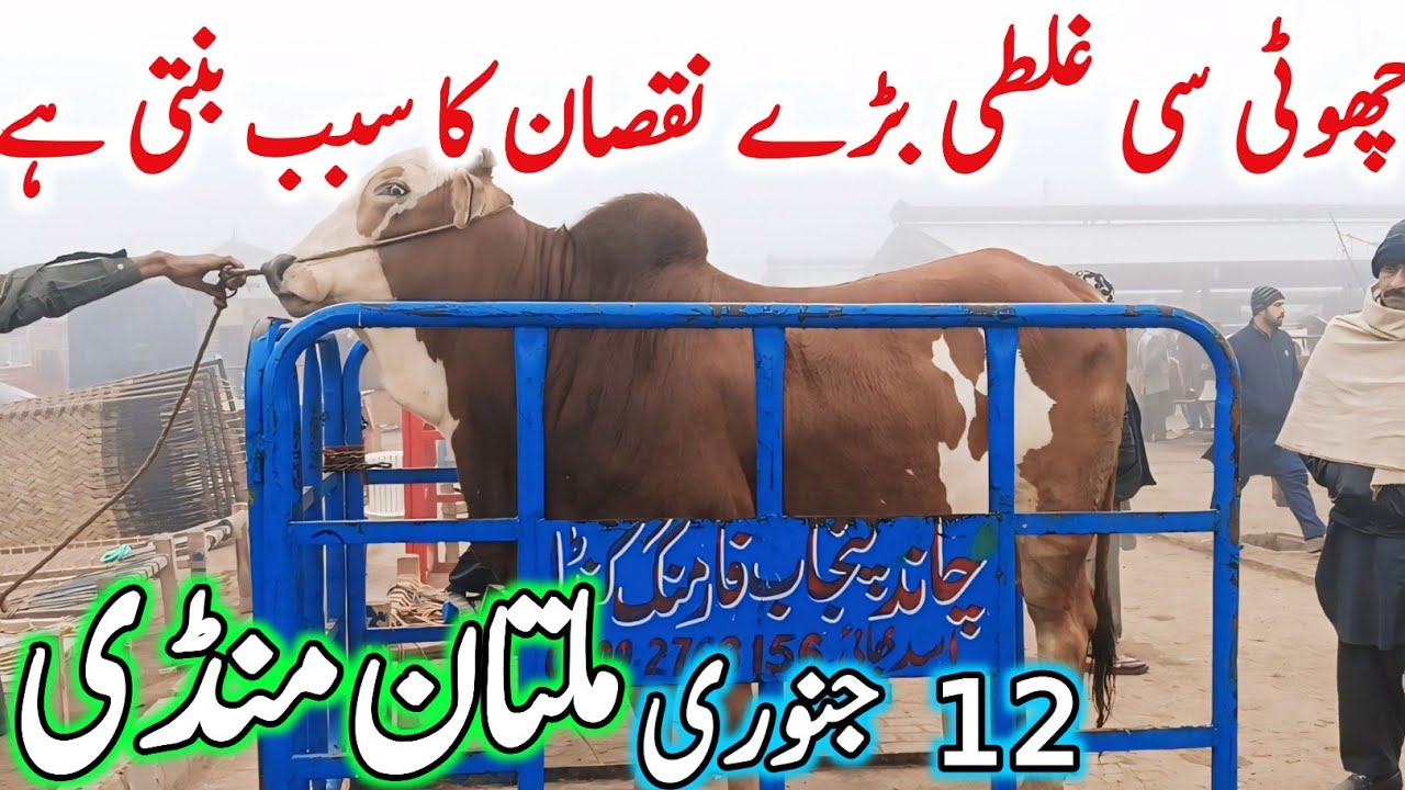 Today Multan Cow Mandi Fresh Latest Update | Cholistani Ablak Sahiwal Bachre & Cows | Cow Mandi 2025