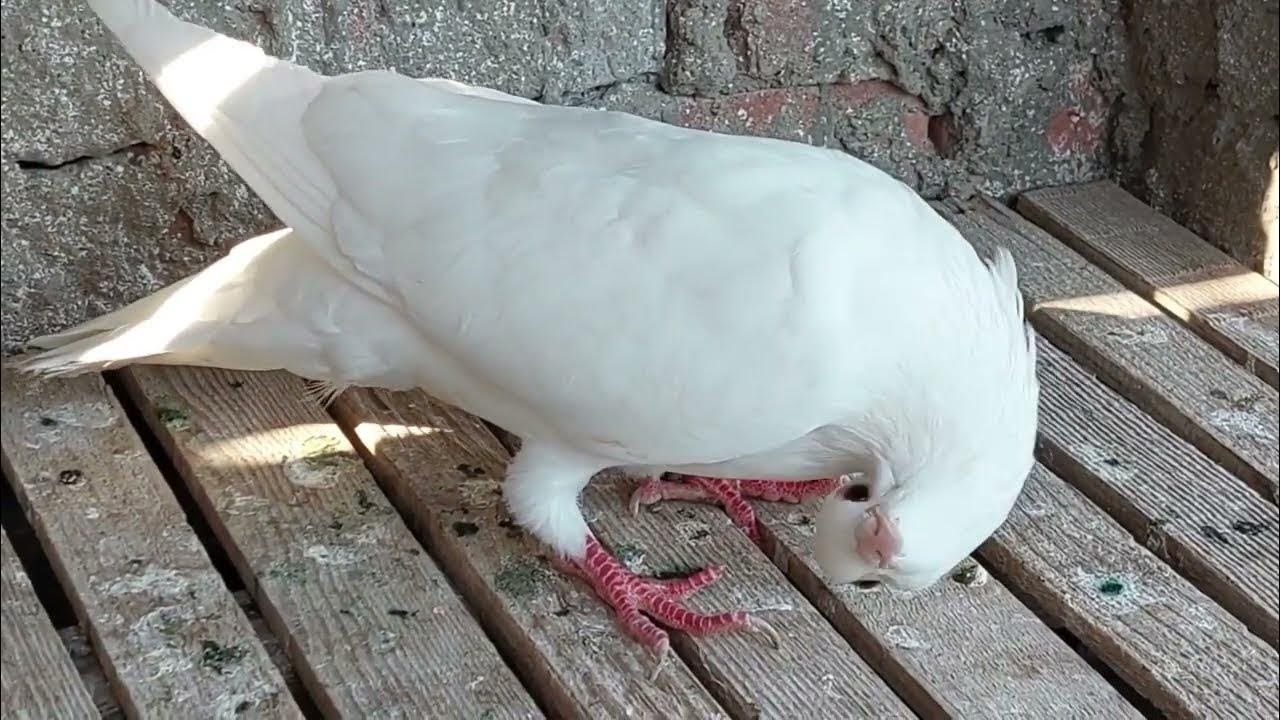 علاج الروشة عند الحمام من الاخر