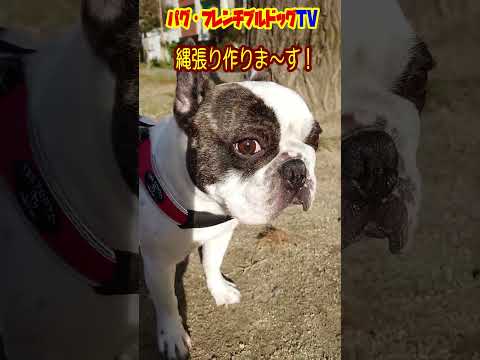 眠たいけど、早朝の縄張り作り！　フレンチブルドッグ『ぶーちゃん日記』