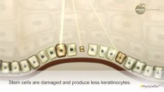 Apple stem cell plus - PhytoCellTec PhytoCellTec SolarVitis