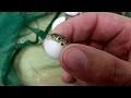 El pez globo de agua dulce verde (Tetraodon nigroviridis) Ficha Técnica