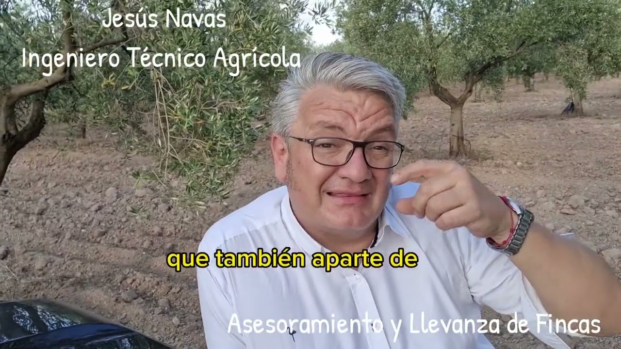 Mosca Olivar 🪰Bactrocera oleae