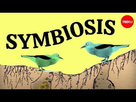 Video: Welk deel van de spraak is symbiotisch?