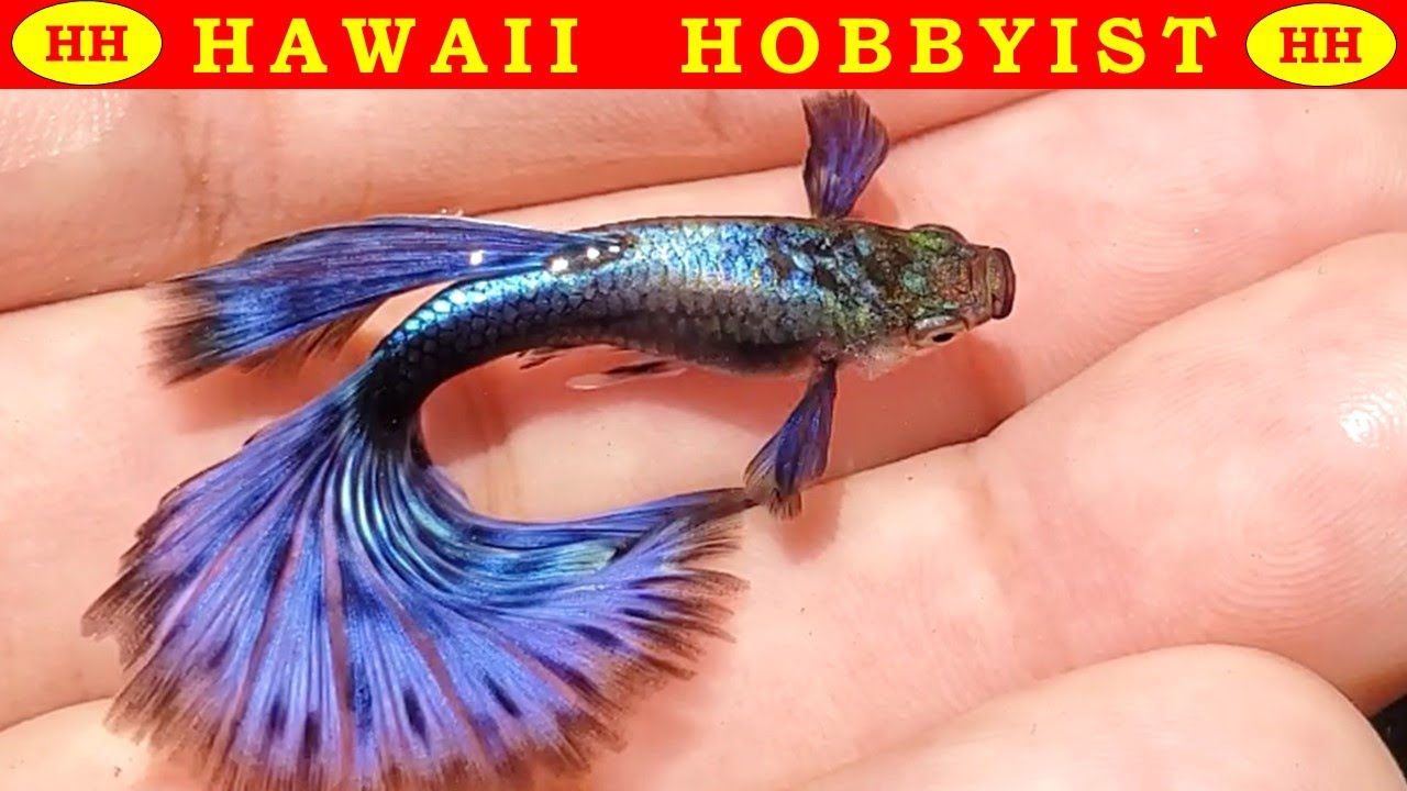 Удивительные фиолетовые и красные гуппи