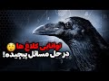 هوش کلاغ چرا کلاغ ها باهوش ترین پرندگان جهان هستن 