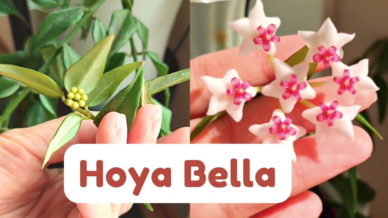 Hoya bella blooming process | Hoya bella flowers falling off