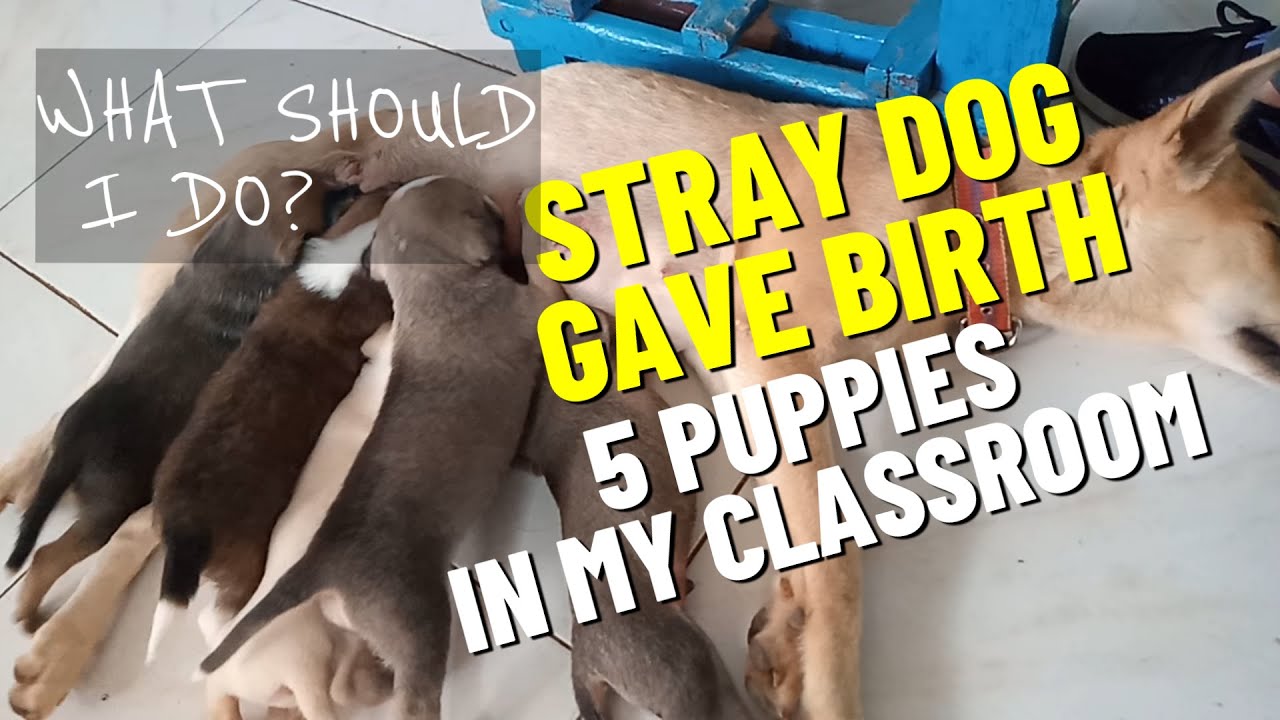 A STRAY DOG GAVE BIRTH TO 5 PUPPIES IN MY CLASSROOM!!! #straydogs # ...