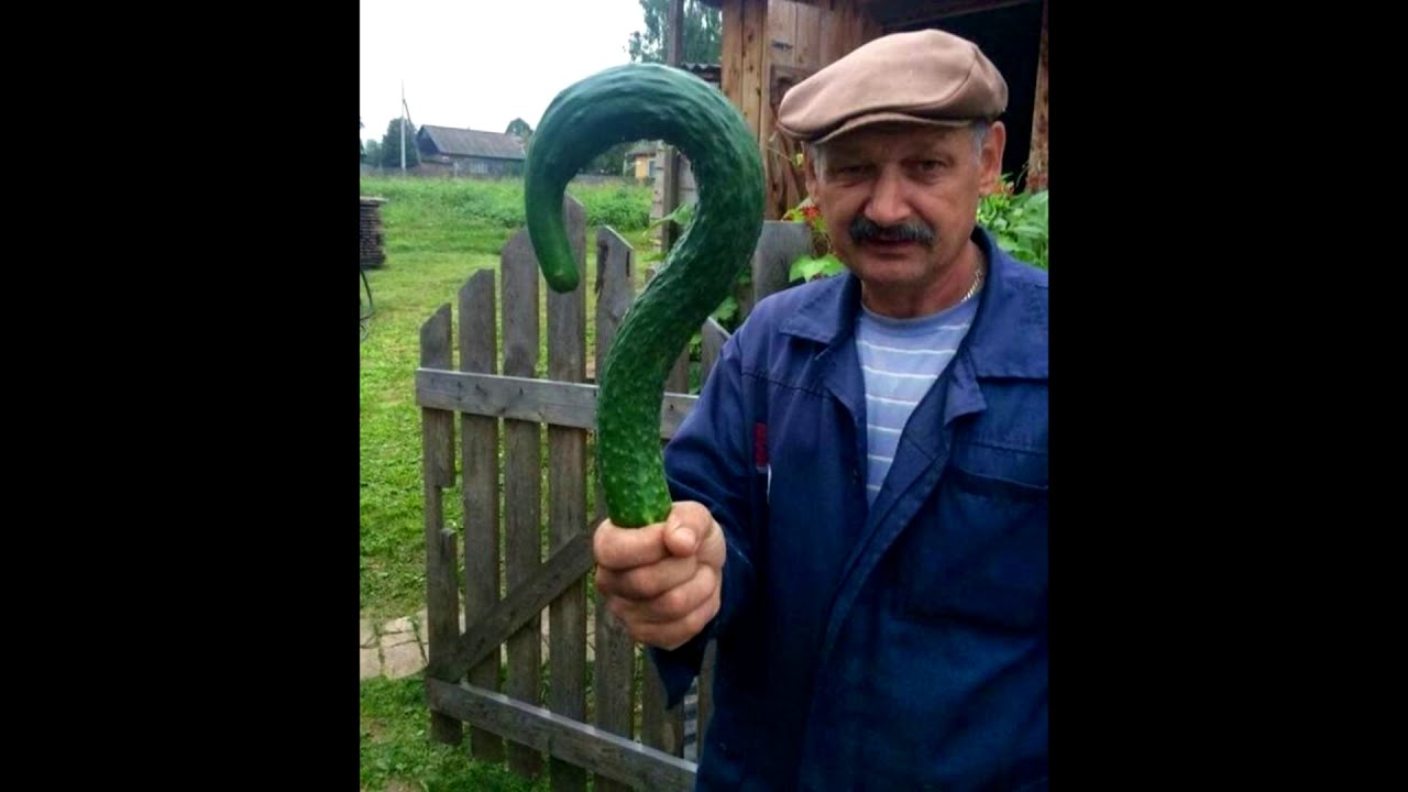 Большие Огурцы Фото