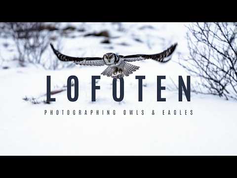 Epic Lofoten Adventure: Northern Lights & Capturing Majestic Eagles and Owls! | Lofoten Vlog
