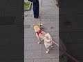 En Küçük Arkadaşım #doglife