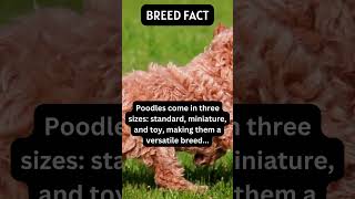 Dog Facts   #dogbreed #interestingfacts #poodle #poodlelife  #dog #pug #doglover