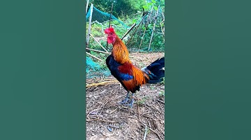 Tiếng gà rừng Mồi gáy chuẩn 2026 #chicken #garung #chuongga #qaibdib