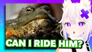 Filian just met Maya's giant bullfrog George and this happened