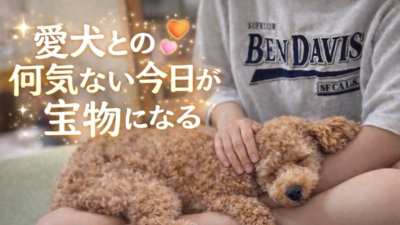 愛犬との何気ない今日が宝物になる。