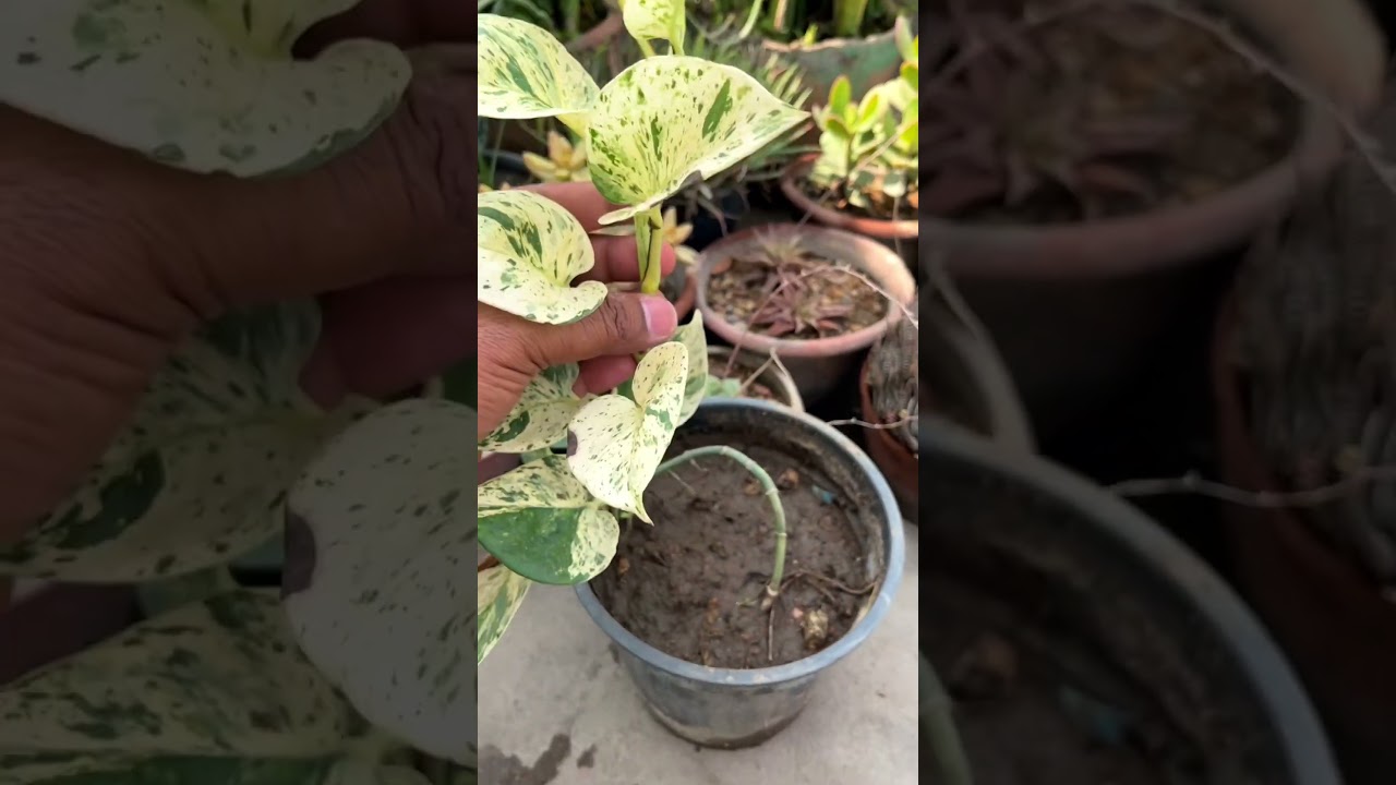 Marble queen money plant #indoorplants #gardening #plants