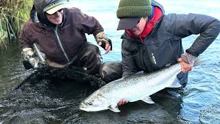 Steelhead Run Sandy River, AK