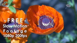 Slow Motion: Bees on poppy flower / Biene auf Mohnblume 200fps Full HD - Stock Footage GH5