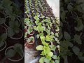 New hybrid top hybrid seeds torai nursery