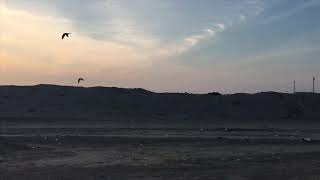 Free Flight Macaw, Kuwait