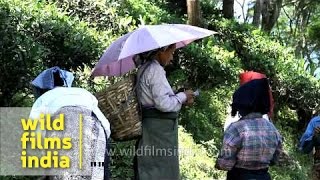 Tea plantation worker in Darjeeling - West Bengal