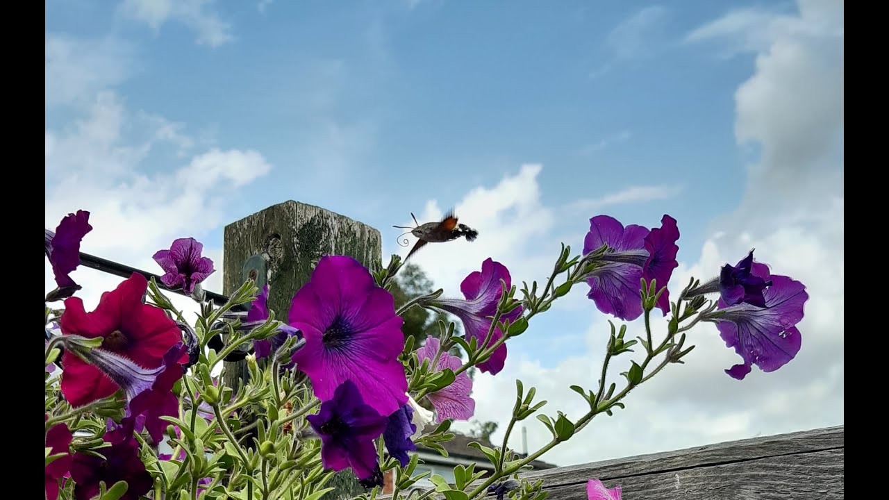 Watch The Gardening Mechanic on YouTube Watch The Gardening Mechanic on YouTube