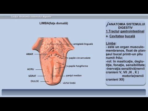 Video: Anatomia și Imaginile Lobului Parietal - Hărți De Corp