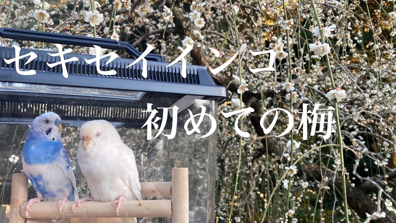 梅祭りにきました