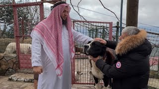 Alabai̇ Boosu Katar Mi̇lyarderi̇ne 1.5 Mi̇lyona Sattim