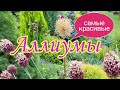 Аллиумы.Декоративные луки.Самые красивые.Красивый сад своими руками.Красивые цветники.Дача.