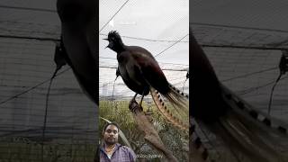 Australia mein Pai jaane wali chidiya #shortvideo #facts #mimicry #shorts #viral #trending