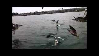 Pelicans vs. Seagulls