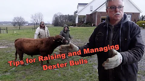 How To Raise, Manage, and Halter Break Bulls: With...