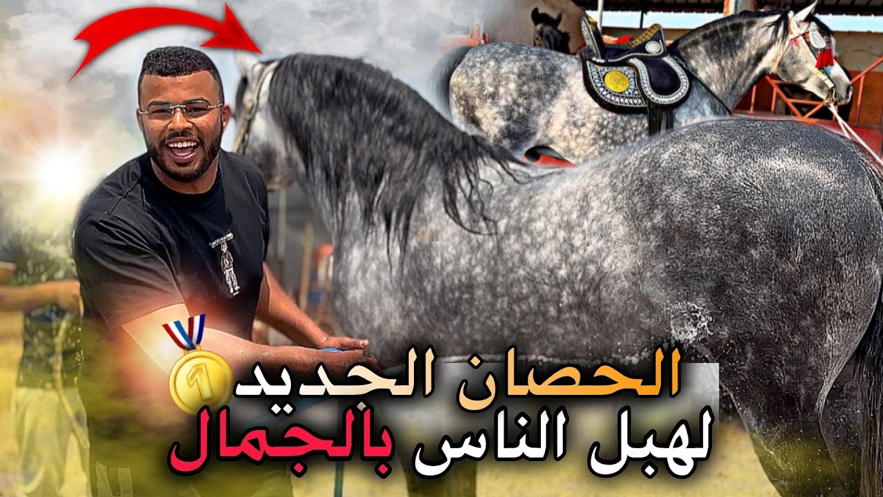 🚨الـحـصان اللي خطف القلوب بـجمالوا 😍 مستحيل متعجبكش أنـاقة هـذا الحصان 👌🔥