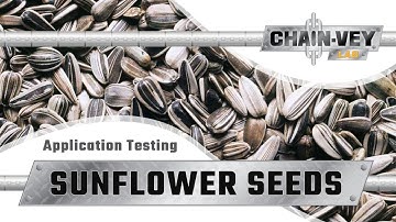Sunflower Seeds Through Chain-Vey Conveyor